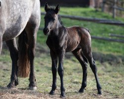 horse Glaskopf Grey Callie (Connemara Pony, 2021, from Woodfield Cracker Jack)