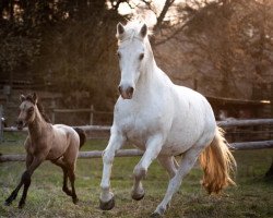 broodmare Skatholm Jubilee (Connemara Pony, 2009, from Pady Melody d'Auxence)