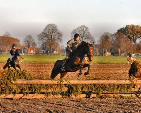 jumper Duchess of Hearts (Oldenburg, 2011)