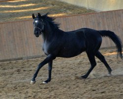 dressage horse Ronaldo's Heartbreaker (Trakehner, 2004, from Hibiskus)