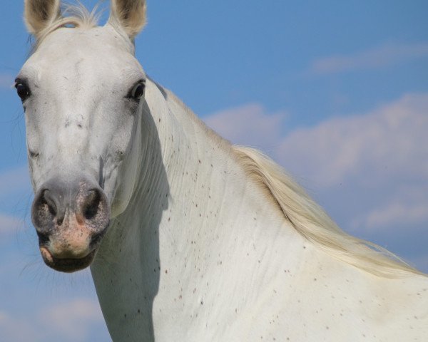 horse Maestoso Szenyor (Lipizzaner, 2008, from Maestoso XXX-19 Mano)