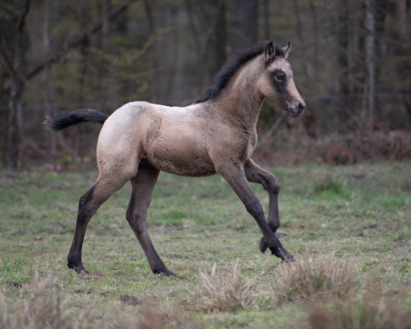 Pferd Glaskopf Ioe (Connemara-Pony, 2021, von Glaskopf Iwyn)