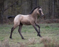 Pferd Glaskopf Ioe (Connemara-Pony, 2021, von Glaskopf Iwyn)