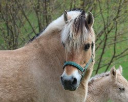 broodmare Amarula (Fjord Horse, 2003, from Irving)