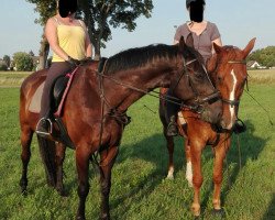 dressage horse Placido 50 (Brandenburg, 2001, from Paradiesvogel)