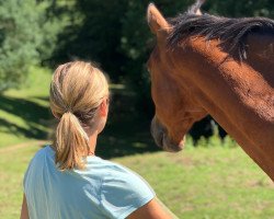 Dressurpferd Leonardo Elvis (Hessisches Warmblut, 2003, von Chequille 2)