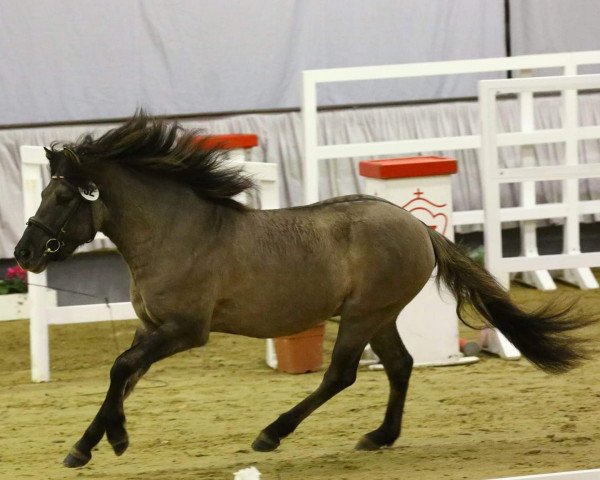 stallion Scamaro (Duelmener, 2016, from PR.H Faruk)