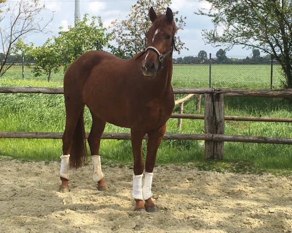 dressage horse Lady Lou 138 (Hanoverian, 2014, from Livaldon)