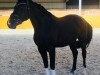 broodmare Seerose 39 (Oldenburg, 2008, from Sandro Hit)