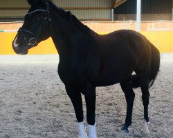 broodmare Seerose 39 (Oldenburg, 2008, from Sandro Hit)