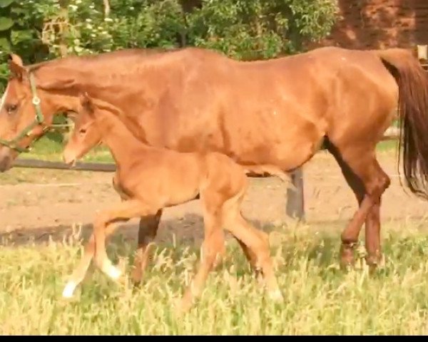 broodmare Bella Beyenne (Brandenburg, 2018, from Ben Benicio)