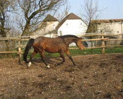 Zuchtstute Daytona du Perchet CH (Schweizer Warmblut, 2004, von Dannyboy)