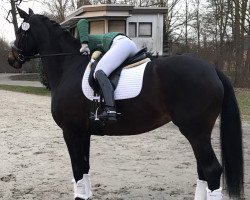 dressage horse Faithful Hope (Oldenburg, 2016, from Finest)