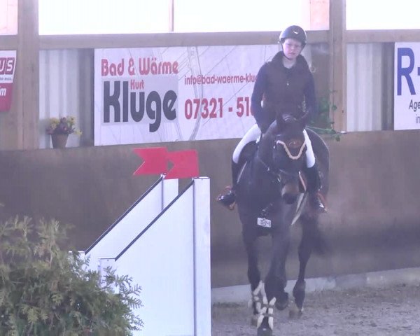 Reitturnier Dettingen 2017