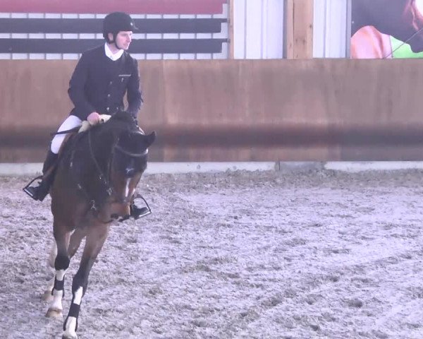 Reitturnier Dettingen 2017