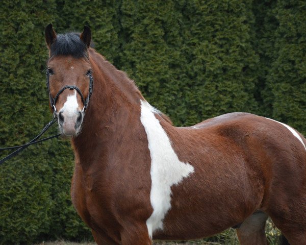 Pferd Jakas (Polnisches Kaltblut, 2010)