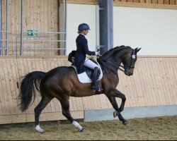 dressage horse Sir Sambuco (Zweibrücken, 2011, from Sir Schiwago)