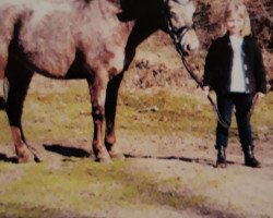 dressage horse Herzblume (German Riding Pony, 2001)