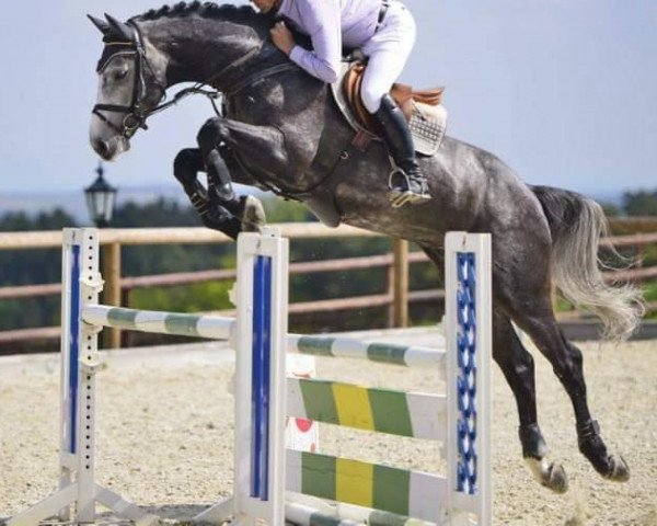stallion Quintos (Oldenburg, 2009, from Quite Magic)