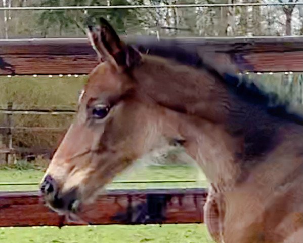 jumper Clarinella de Revel ZD (Holsteiner, 2021, from Clarimo Ask)