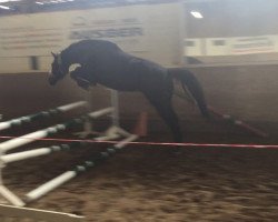 dressage horse Boonster AK (Hanoverian, 2014, from Fürstenball)