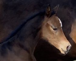 Pferd Casella de Revel ZD (Holsteiner, 2021, von Casall Ask)