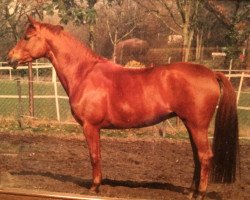 broodmare Osterglocke III (Trakehner, 1993, from Nerv 1370)