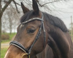 broodmare Van Tastik (Oldenburg, 2014, from Van Vivaldi)