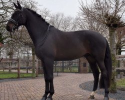 dressage horse Ducati (KWPN (Royal Dutch Sporthorse), 2008, from Samba Hit II)