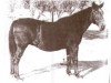 Zuchtstute Do Good (Quarter Horse, 1938, von St Louis)