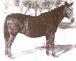 Zuchtstute Do Good (Quarter Horse, 1938, von St Louis)