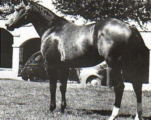 Deckhengst Holy Smoke (Quarter Horse, 1940, von Smokey Moore)