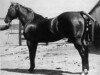 Deckhengst Oklahoma Star (Quarter Horse, 1915, von Dennis Reed xx)