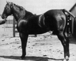 Deckhengst Oklahoma Star (Quarter Horse, 1915, von Dennis Reed xx)