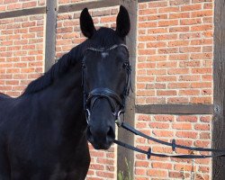 broodmare Bon Sancia (Hanoverian, 2014, from Bon Bravour)