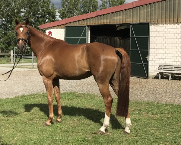 broodmare Ciara (German Sport Horse, 2012, from Ciabbo)