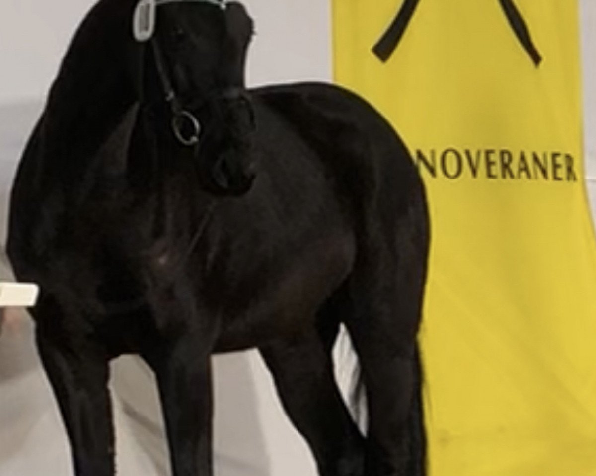 broodmare Frida (Hanoverian,  , from Finest)