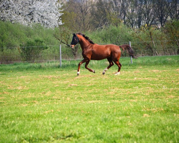 dressage horse Domitio (Hanoverian, 2007, from Dauphin)