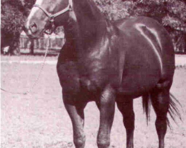 Deckhengst King Bars (Quarter Horse, 1956, von Three Bars xx)