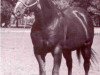 stallion King Bars (Quarter Horse, 1956, from Three Bars xx)