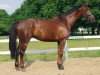 broodmare Fidelia 171 (Westphalian, 2009, from Fiano)