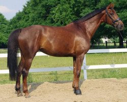 broodmare Fidelia 171 (Westphalian, 2009, from Fiano)