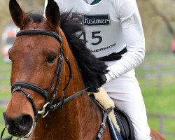 Springpferd Mathurin v/d Vogelzang (Belgisches Warmblut, 2010, von Unbekannt BEL)