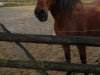 dressage horse Caramelo 16 (Andalusier, 2006)