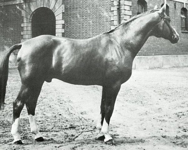 Pferd Abglanz (Trakehner, 1943, von Termit)