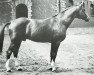 Pferd Abglanz (Trakehner, 1943, von Termit)