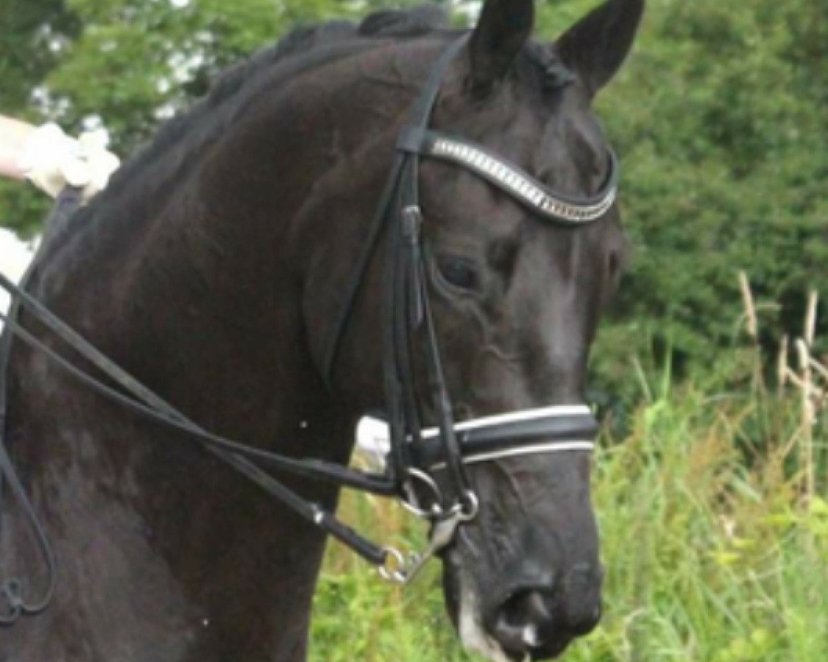 Dressurpferd Ultimo (KWPN (Niederländisches Warmblut), 2001, von Gribaldi)