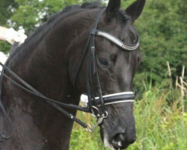 dressage horse Ultimo (KWPN (Royal Dutch Sporthorse), 2001, from Gribaldi)
