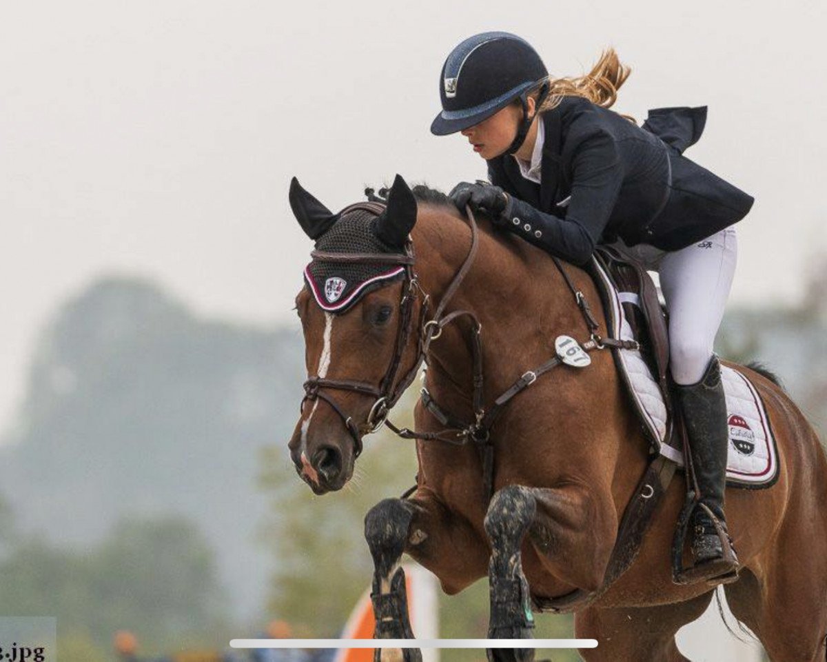 jumper Fabima C (Holsteiner, 2013, from Catoki)