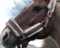 broodmare Wesperance M (Holsteiner, 2006, from Coriano)